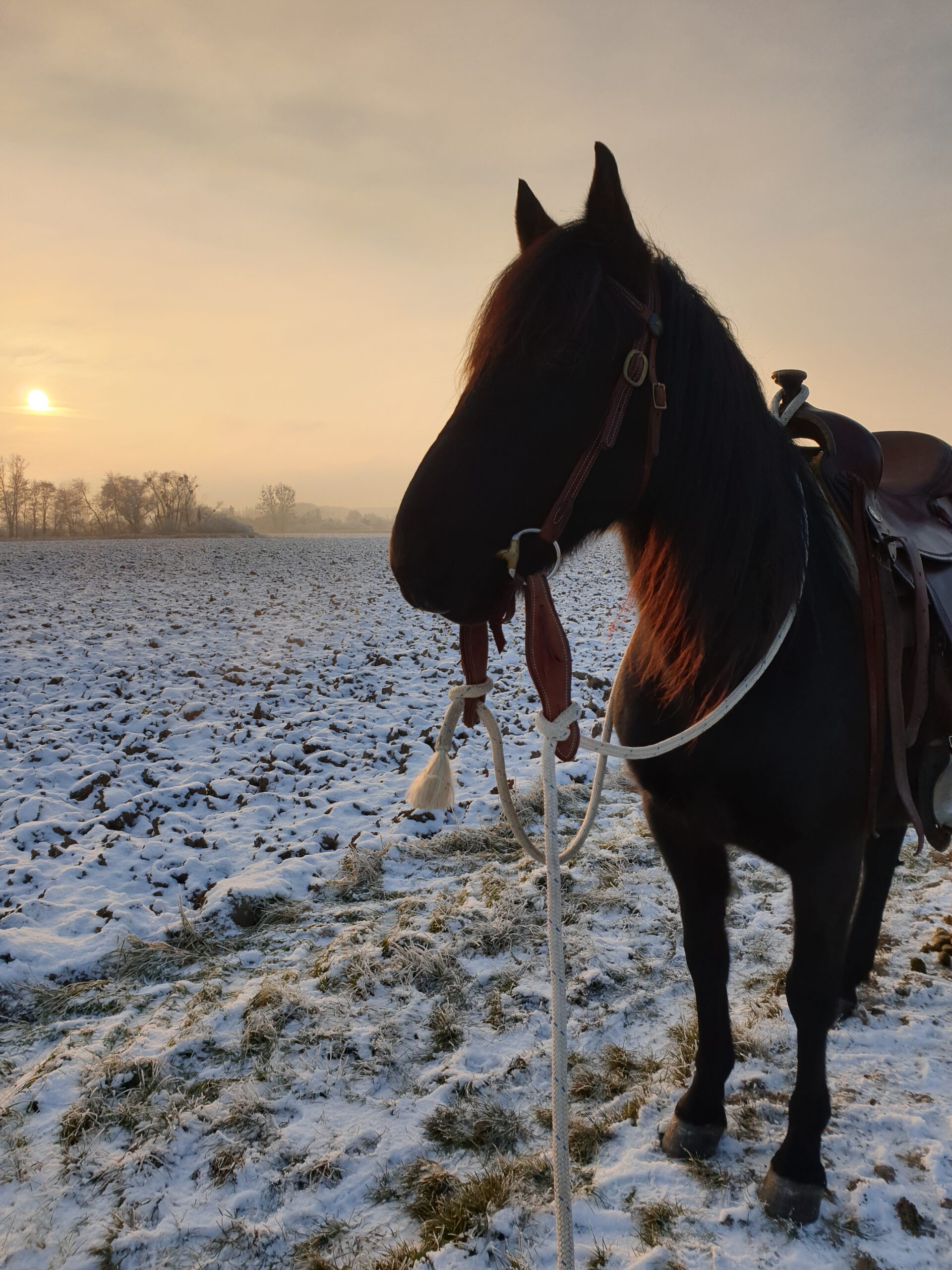 Tamino im Schnee Flyer mit Infos zum Kurs.