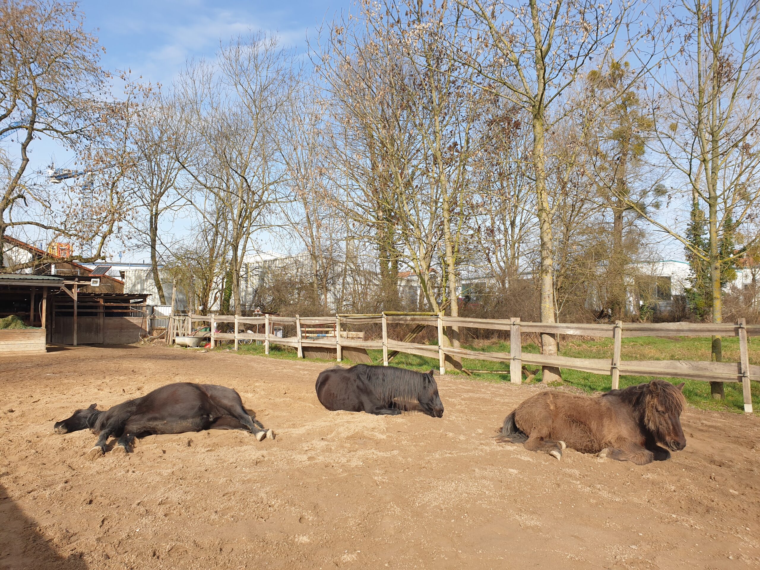 Pferde schlafen Flyer mit Infos zum Kurs